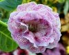 Gloxinia LM-SKROMNITSA